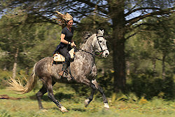 Reiten im Bayerischen Wald